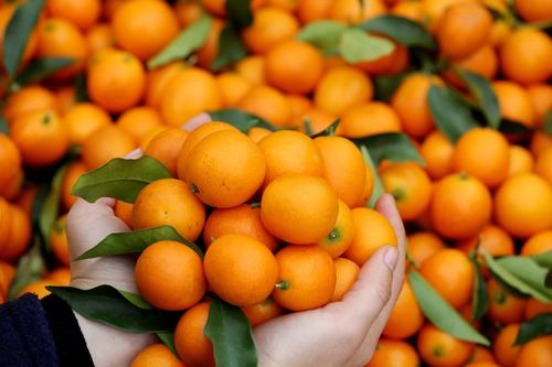 什么水果预防脱发最好——金橘