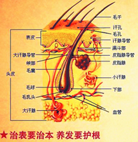 如何治疗脂溢性脱发？