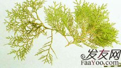侧柏叶的功效是什么,侧柏叶治疗脱发神奇功效