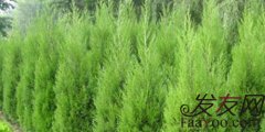  偏方效果怎么样，偏方治疗脱发靠谱吗？