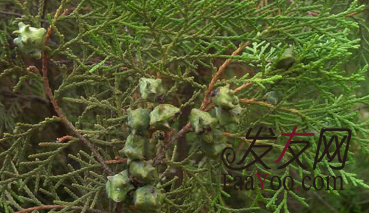 脱发都有什么治疗的方法?