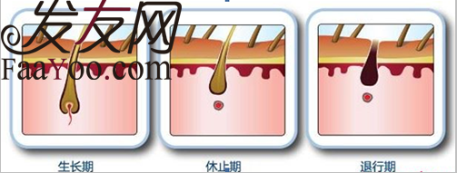 掉落的头发还可以这样用,你知道吗?