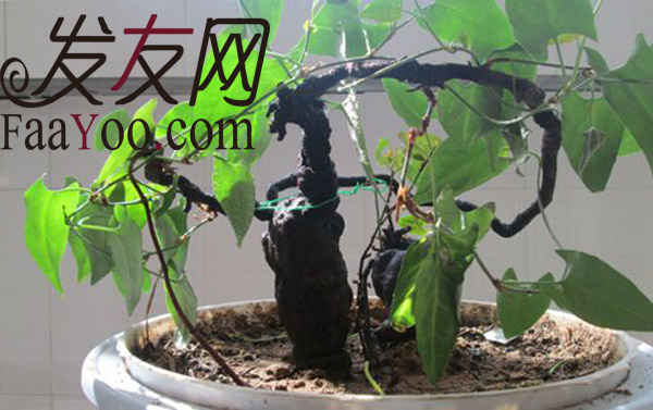 这些治疗脱发偏方我们要“慎用”