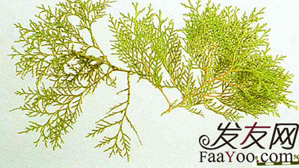 治疗脱发侧柏叶有哪些方法？