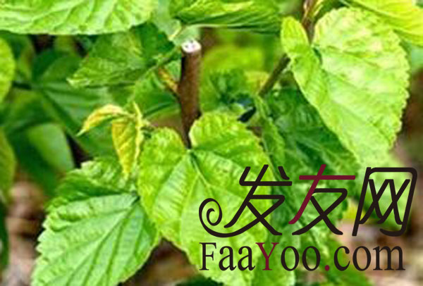 治疗脱发有效的偏方有哪些?
