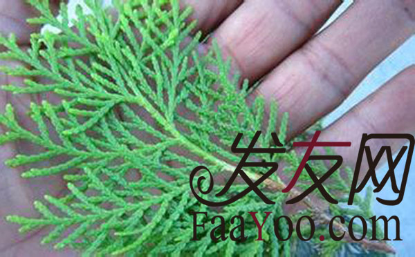 治疗女性脱发的方法有哪些呢?
