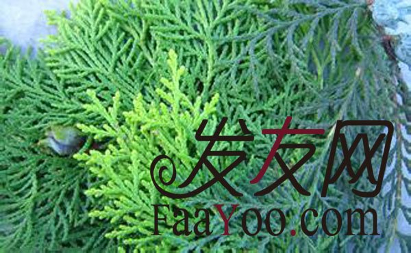 治疗脱发的方法有什么?