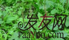 治疗脱发较好的方法？