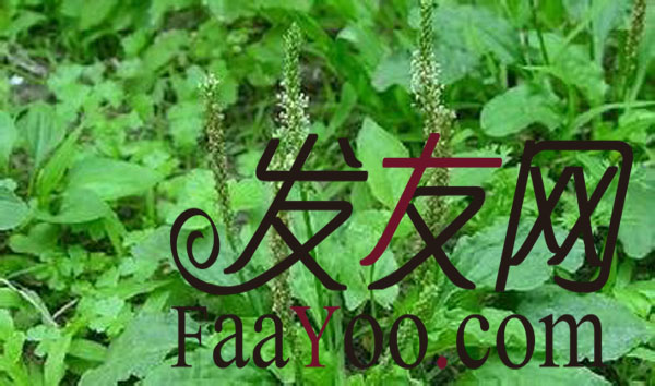 治疗脱发较好的方法?