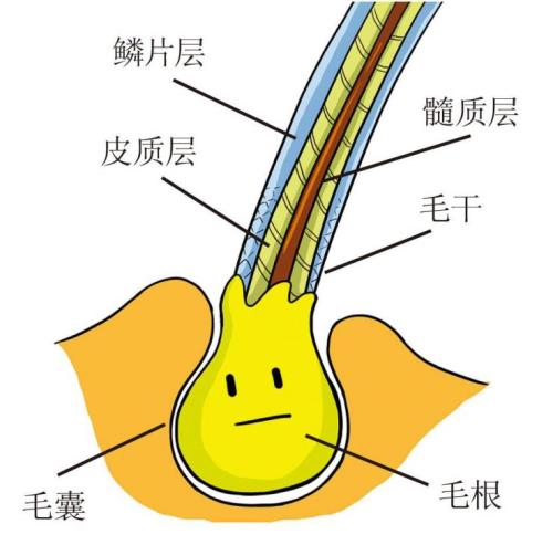 影响植发毛囊存活率的因素有哪些