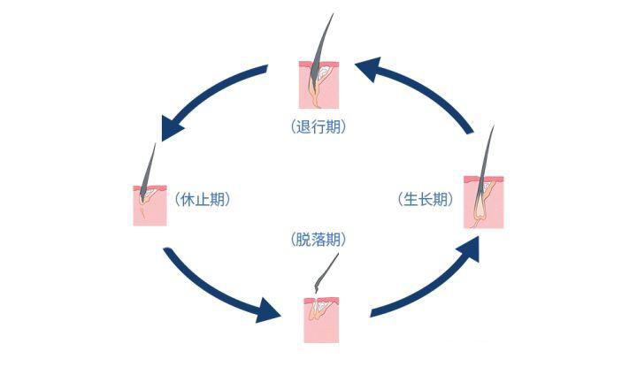 治疗脱发最有效的药物-米诺地尔的生发原理