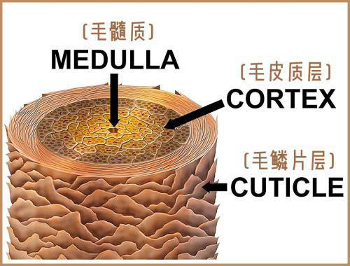 为什么脱发之后就长不出来头发了？