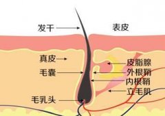 “小绒毛”长出来了，我是不是要摆脱脱发了？！