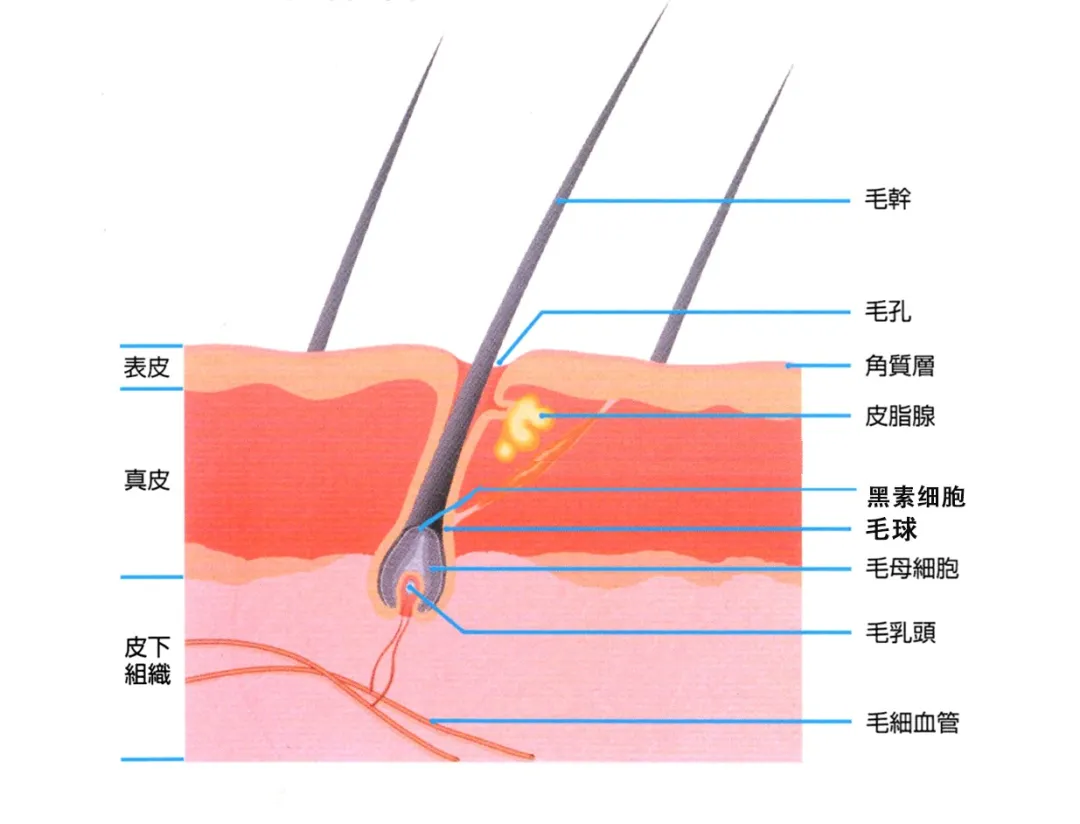 你了解毛囊吗?它原来才是头发的制造工厂