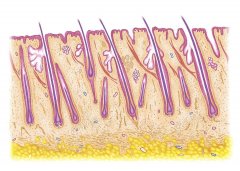 如何判断毛囊坏死？