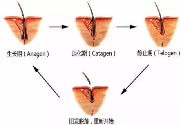 毛囊检测到底有什么用