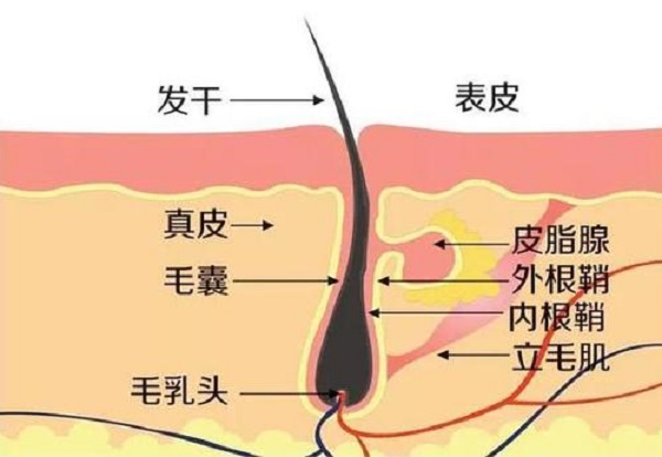 植发前为什么要做毛囊检测