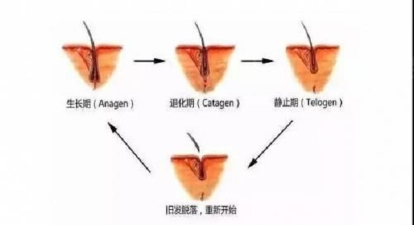 怎么才能判断毛囊是坏死了