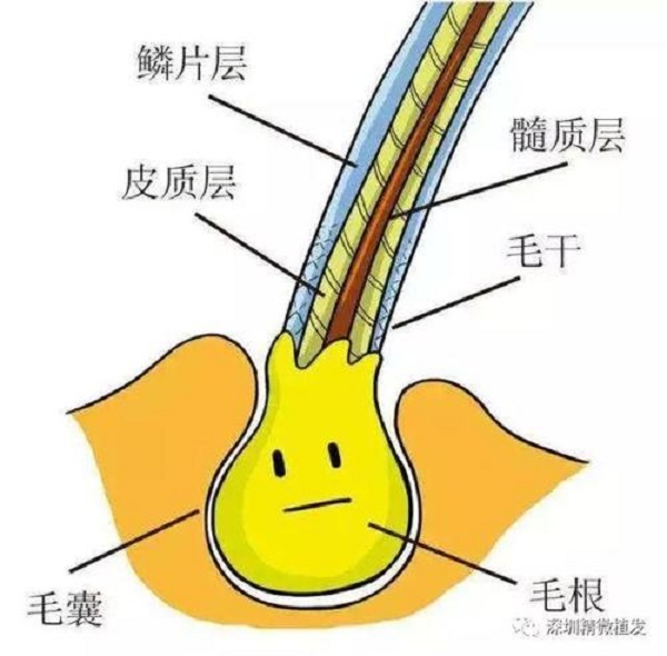 毛囊闭合就真的长不出头发了吗