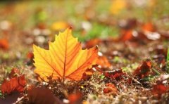 怎么防止秋季掉发