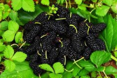 吃什么水果才会对头发好