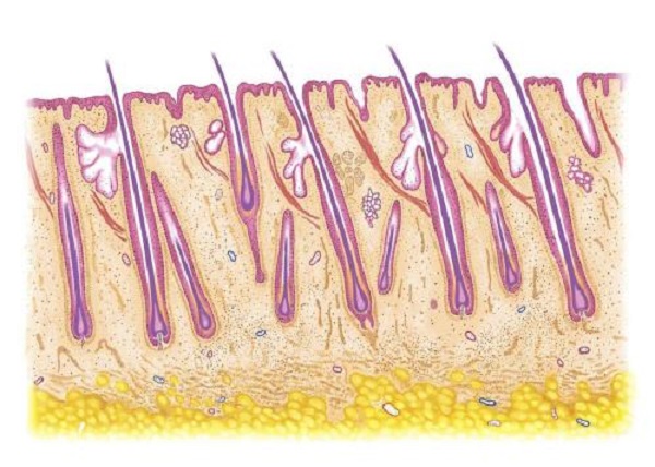 植发以后应该要如何养护毛囊
