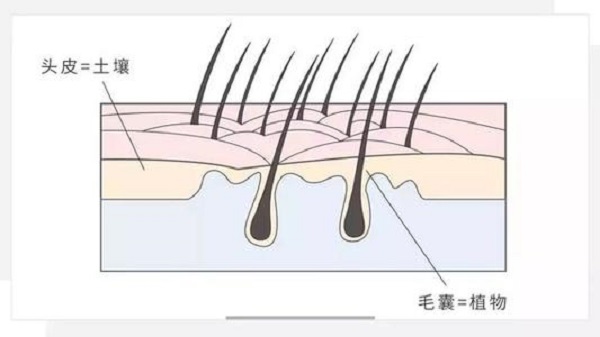 什么因素会影响到毛囊的成活率
