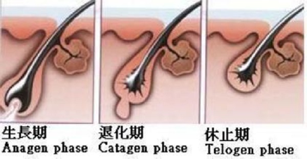 脱落期会持续多久