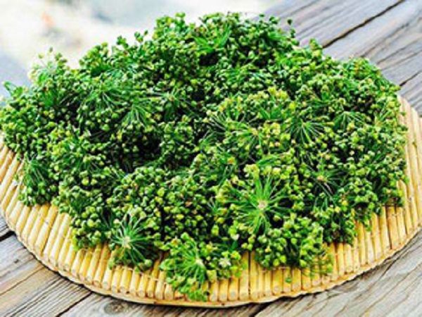 韭菜籽能治疗脱发吗