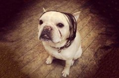 宠物和脱发之间有关系吗