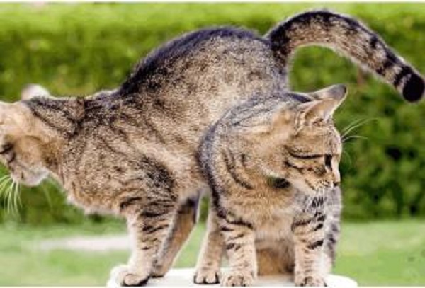 宠物和脱发之间有关系吗