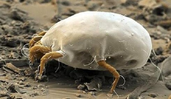 掉发和螨虫之间有关系吗