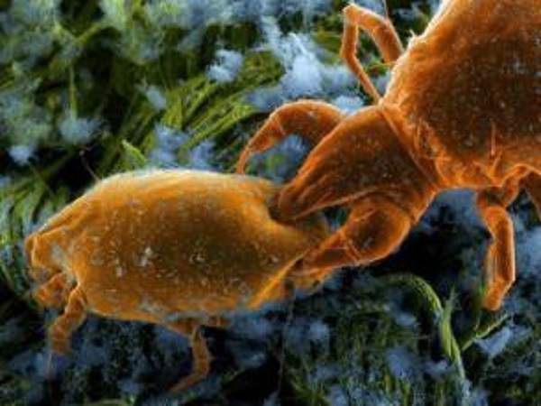 掉发和螨虫之间有关系吗