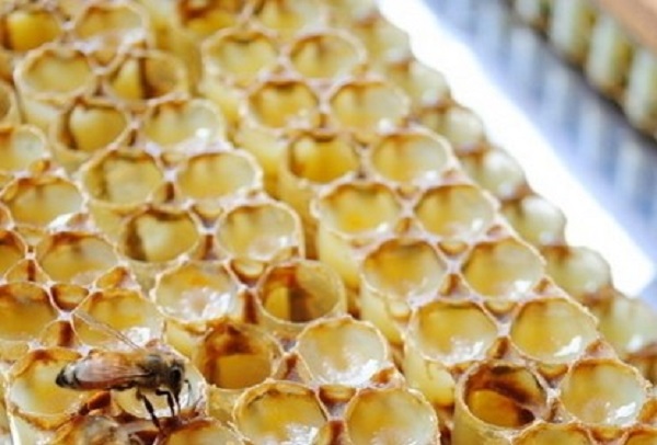 蜂王浆可以治疗脱发吗