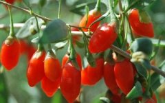 枸杞对头发有什么好处