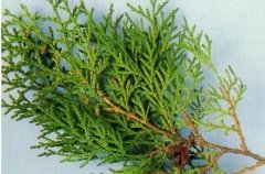 哪些树叶能够治疗脱发