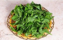 桑叶对头发有什么好处