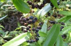 茯苓对头发有什么功效