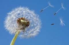 蒲公英能治疗脱发吗