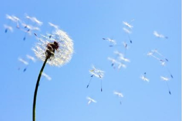 蒲公英能治疗脱发吗