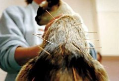 针灸可以治疗脱发吗