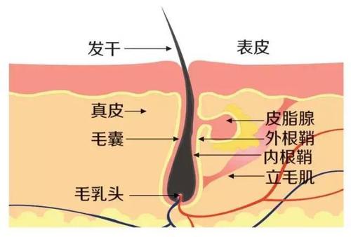 判断毛囊是否成活的依据是什么