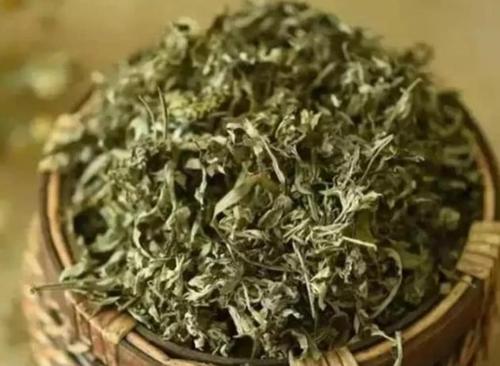艾草可以防脱、治脱?坚持使用效果惊人!