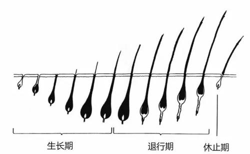 毛囊被破坏还能长出头发吗