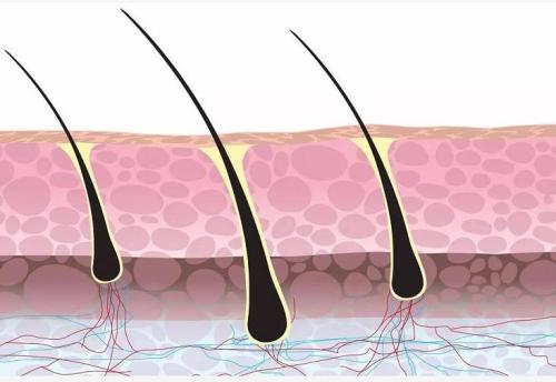 毛囊检测有什么用