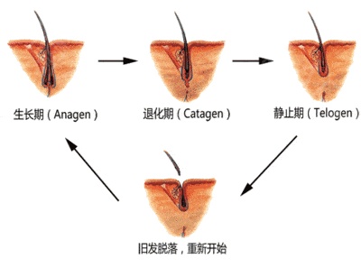 为什么植发前需要做毛囊检测